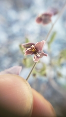 Streptanthus polygaloides