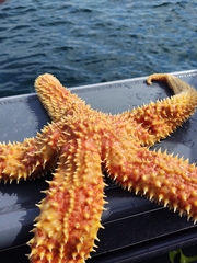 Orthasterias koehleri