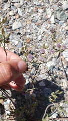 Streptanthus polygaloides