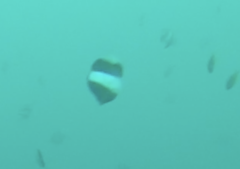 Hemitaurichthys zoster