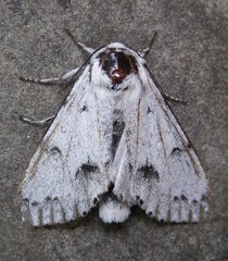Acronicta vulpina