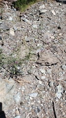 Streptanthus polygaloides