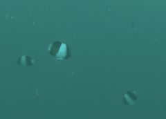 Hemitaurichthys zoster