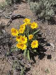 Wyethia amplexicaulis