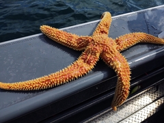 Orthasterias koehleri