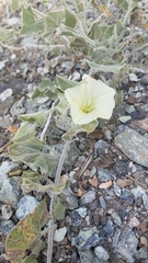 Calystegia malacophylla malacophylla
