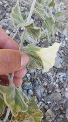 Calystegia malacophylla malacophylla