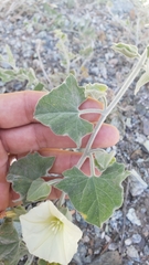 Calystegia malacophylla malacophylla