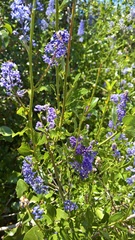 Ceanothus cyaneus