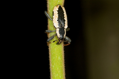 Heilipus catagraphus