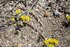 Eriophyllum wallacei