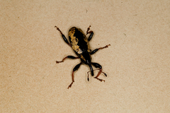 Heilipus catagraphus