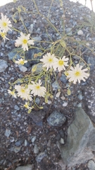 Malacothrix floccifera