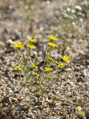 Eriophyllum ambiguum
