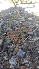 Malacothrix floccifera