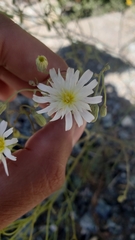 Malacothrix floccifera