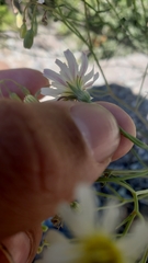 Malacothrix floccifera