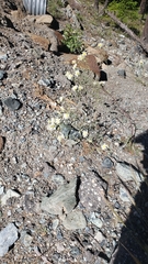 Malacothrix floccifera