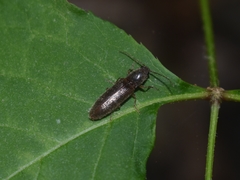 Dendrometrini