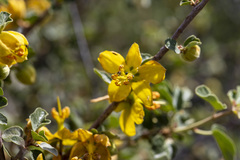 Fremontodendron californicum