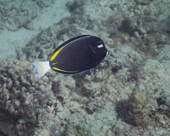 Acanthurus nigricans