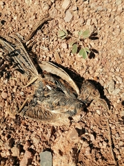 Toxostoma curvirostre