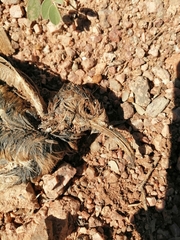 Toxostoma curvirostre