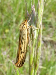 Spiris striata