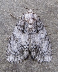 Acronicta retardata