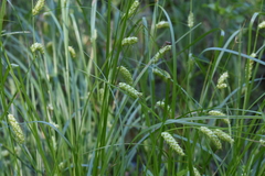 Carex tuckermanii
