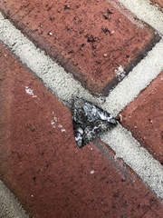 Phosphila miselioides