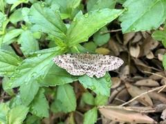 Percnia fumidaria
