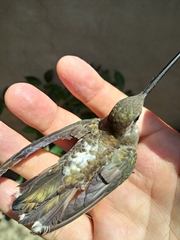Heliomaster constantii
