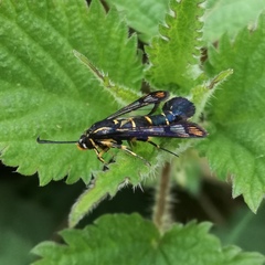 Synanthedon conopiformis