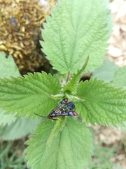 Synanthedon conopiformis