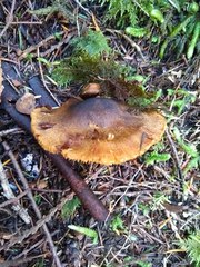 Cortinarius clandestinus