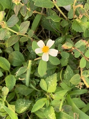 Bidens alba