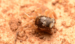 Salticus austinensis