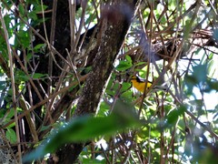 Myioborus melanocephalus