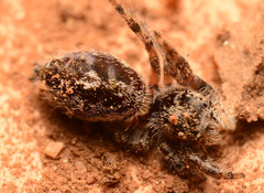 Phidippus putnami