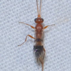 Gelis tenellus