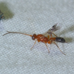 Gelis tenellus