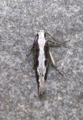 Agnippe prunifoliella