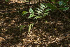 Putranjiva formosana