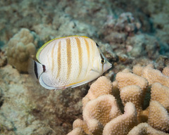 Chaetodon multicinctus