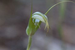 Pterostylis ampliata