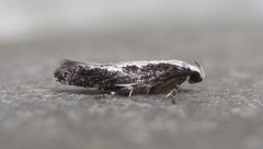Agnippe prunifoliella
