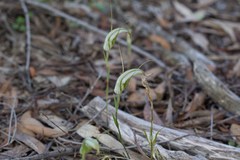 Pterostylis ampliata