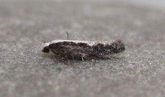 Agnippe prunifoliella
