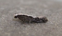 Agnippe prunifoliella